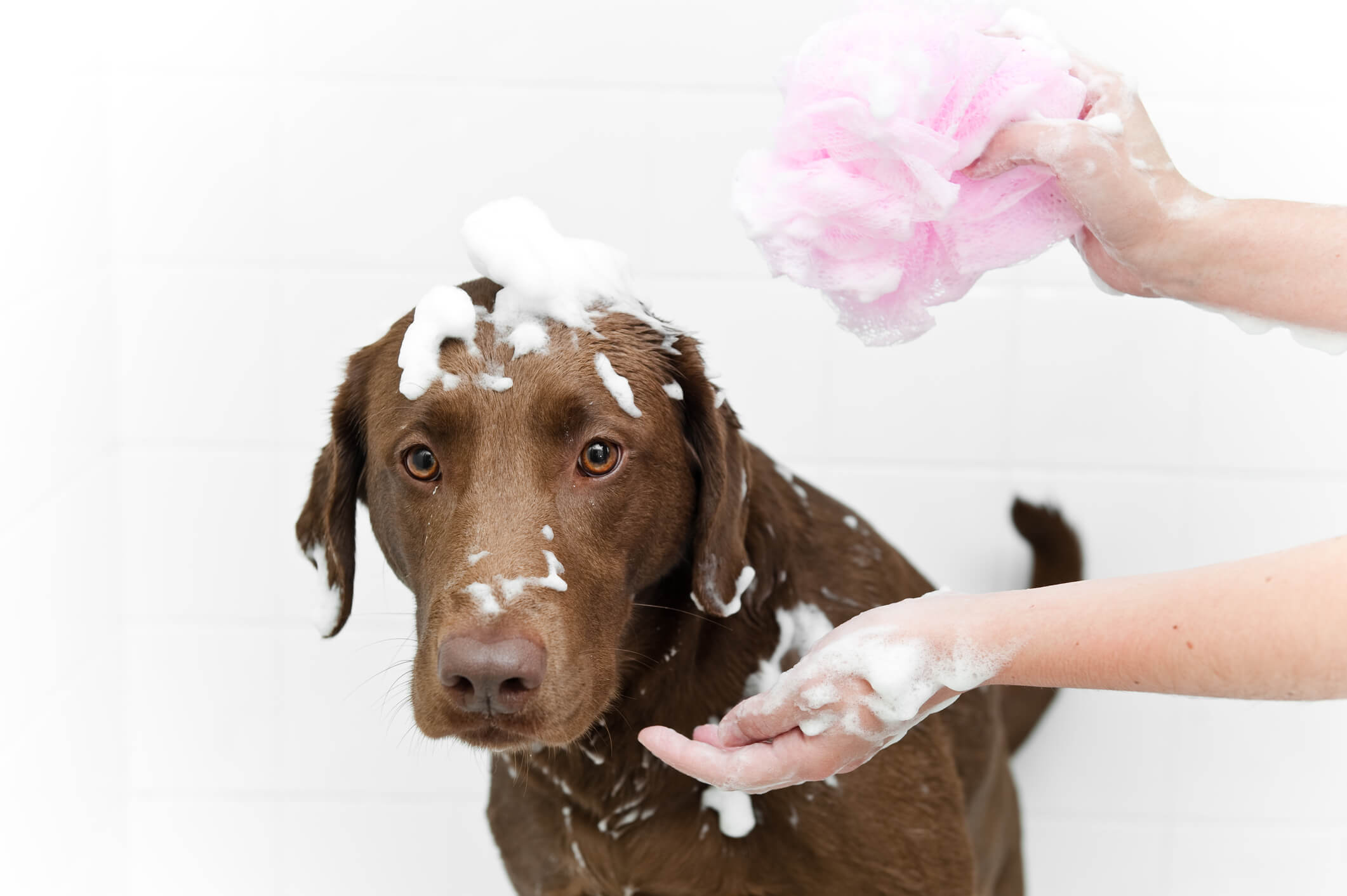 TOP 10 melhores práticas de cuidado com animais domésticos! - Ative -  Fisioterapia e Bem-estar Pet